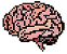 Brain